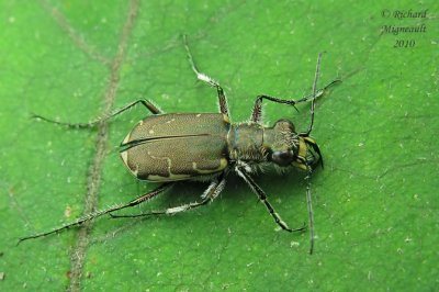 Ground beetle - Cicindela repanda C. Shore Tiger Beetle 2m10