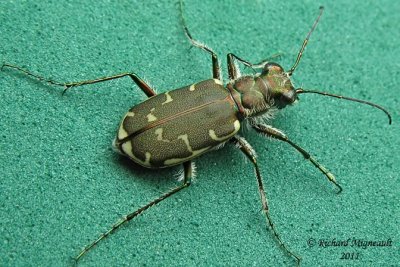 Ground beetle - Cicindela repanda C. Shore Tiger Beetle m11