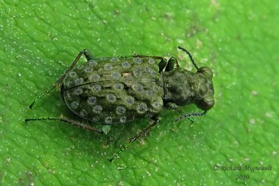 Ground beetle - Elaphrus olivaceus LeConte 2m10