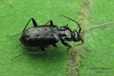 Ground Beetle - Loricera pilicornis pilicornis Fabricius 1m10