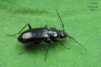 Ground Beetle - Loricera pilicornis pilicornis Fabricius 2m10