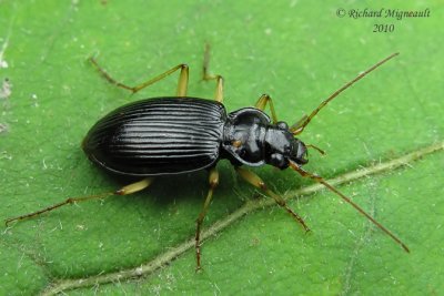 Ground Beetle - Nebria lacustris lacustris 1m10