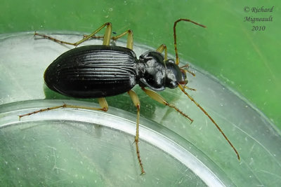 Ground Beetle - Nebria lacustris 2m10