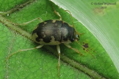 Ground beetle - Round Sand Beetle - Omophron americanum 2m10
