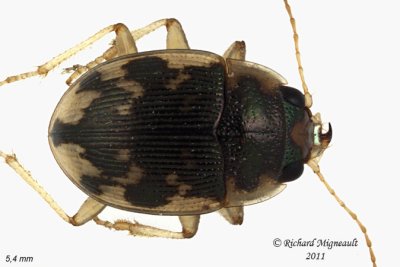 Ground beetle - Round Sand Beetle - Omophron americanum m11
