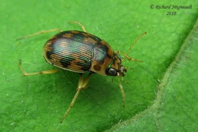 Ground beetle - Round sand beetle - Omophron tessellatum 2m10