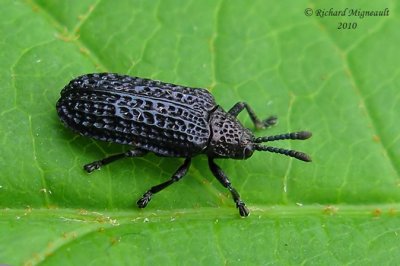 Leaf beetle - Microrhopala excavata 1m10