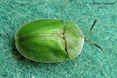 Leaf Beetle - Cassida rubiginosa m11