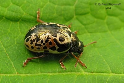 Leaf beetle - Calligrapha confluens m10