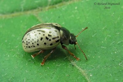 Leaf beetle - Calligrapha multipunctata Say 1m10