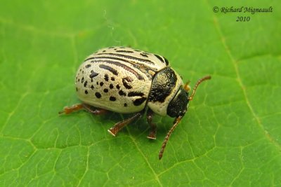 Leaf beetle - Calligrapha multipunctata Say 2m10