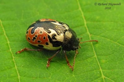 Leaf Beetles - Subfamily Chrysomelinae