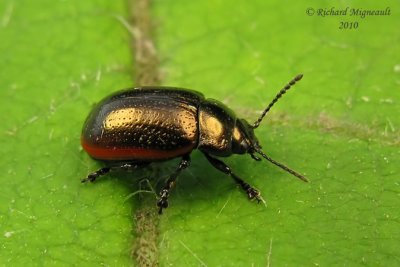 Leaf Beetle - Chrysolina marginata m10