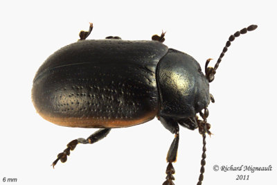 Leaf Beetle - Chrysolina marginata m11