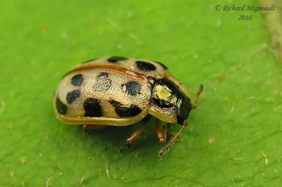 Leaf beetle - Chrysomela  m. mainensis Bechyn 2m10