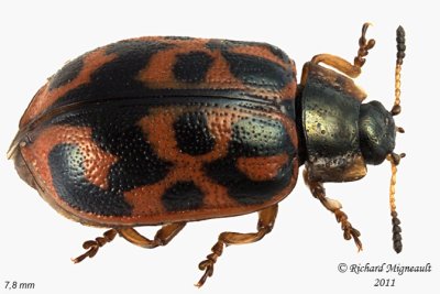 Leaf beetle - Chrysomela mainensis m11
