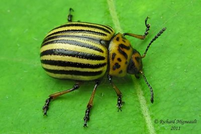 Leaf Beetle - Leptinotarsa decemlineata m11