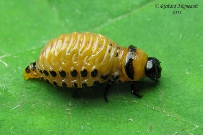Leaf Beetle - Leptinotarsa decemlineata larva m11