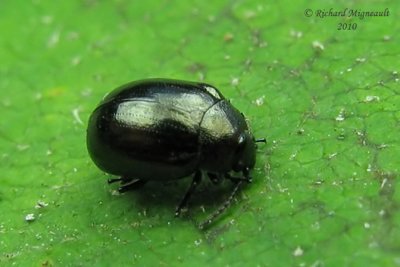 Leaf beetle - Phaedon sp m10