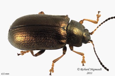 Leaf beetle - Phratora americana canadensis 3 m11