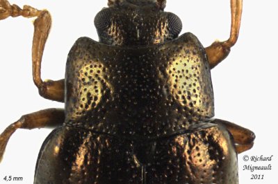 Leaf beetle - Phratora americana canadensis 4 m11