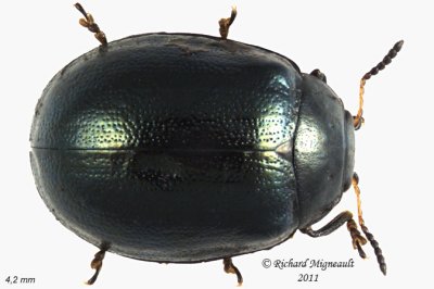 Leaf Beetle - Plagiodera versicolora 1 m11