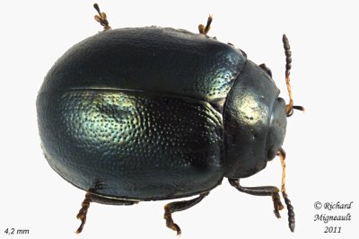Leaf Beetle - Plagiodera versicolora 2 m11