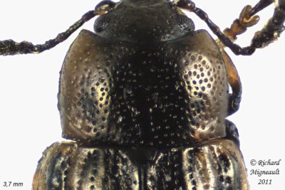 Leaf Beetle - Prasocuris vittata 2 m11