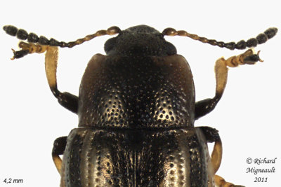 Leaf Beetle - Prasocuris vittata 4 m11