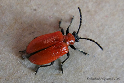 Leaf Beetles - Subfamily Criocerinae
