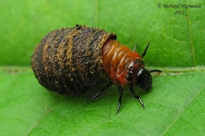 Case-bearing Leaf Beetle larva m11
