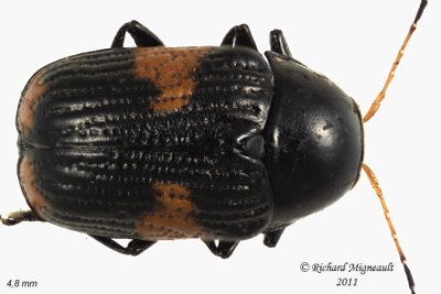 Leaf Beetle - Bassareus mammifer 1 m11