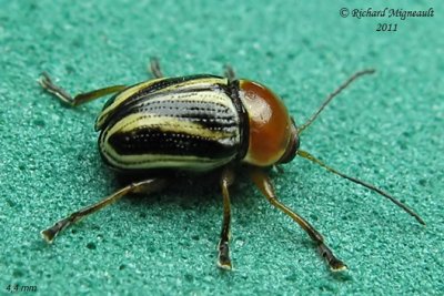 Leaf Beetles - Subfamily Cryptocephalinae - Case-bearing Leaf Beetles