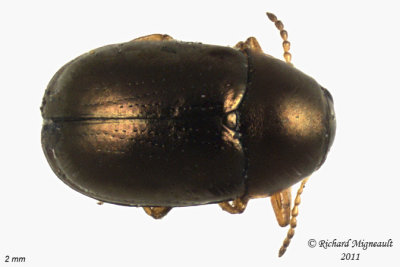 Leaf Beetle - Diachus auratus 1 m11