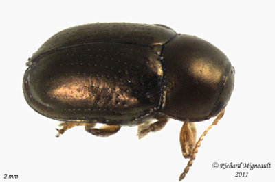 Leaf Beetle - Diachus auratus 2 m11