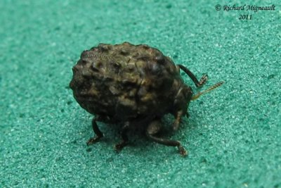 Leaf Beetle - Neochlamisus sp 1 m11