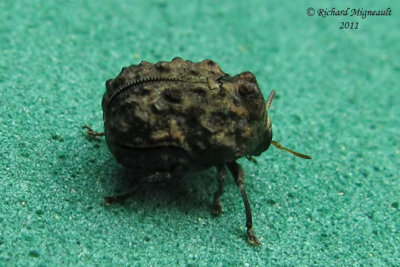Leaf Beetle - Neochlamisus sp 2 m11