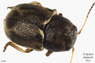 Leaf Beetle - Pachybrachis hepaticus 1 m11