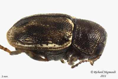 Leaf Beetle - Pachybrachis hepaticus 2 m11