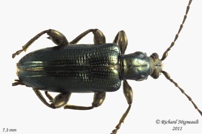 Aquatic Leaf Beetle - Plateumaris frosti 1 m11