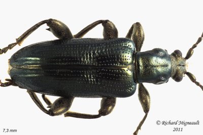 Aquatic Leaf Beetle - Plateumaris frosti 2 m11