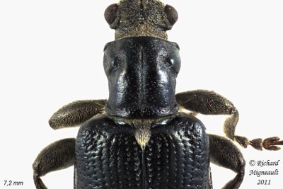 Aquatic Leaf Beetle - Plateumaris frosti 3 m11