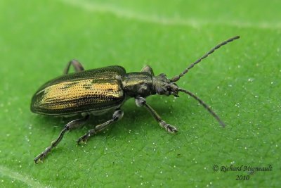 Leaf Beetles - Subfamily Donaciinae - Aquatic Leaf Beetles