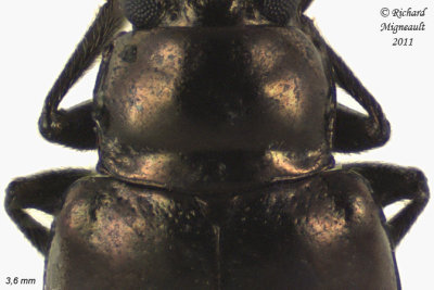 Leaf Beetle - Altica rosae 3 m11
