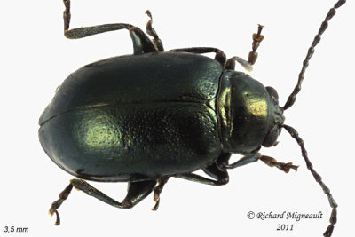 Leaf Beetle - Altica sp3 1 m11