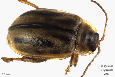 Leaf Beetle - Capraita subvittata 1 m11
