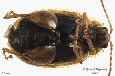 Leaf Beetle - Capraita subvittata 2 m11