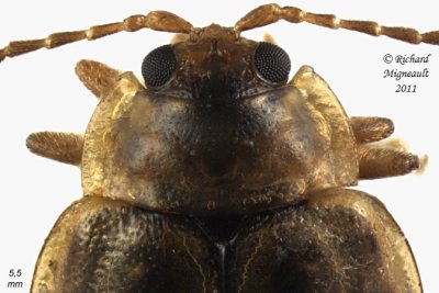 Leaf Beetle - Capraita subvittata 3 m11