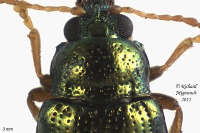 Leaf Beetle - Crepidodera nana 2 m11