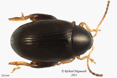 Leaf Beetle - Psylliodes punctulatus 1 m11
